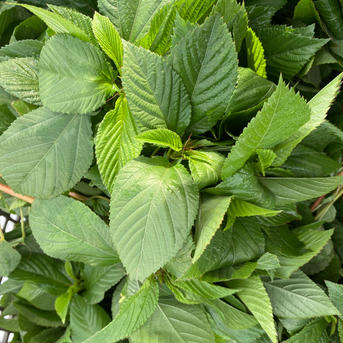 はぴぱらのモロヘイヤ(無農薬・無肥料栽培)700g 700g 野菜/葉物通販