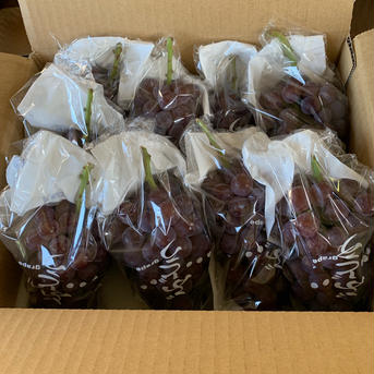 キングデラウェア　2kg箱に入るだけ（写真の梱包画像がイメージです） 2kg  箱に入るだけ 果物/ぶどう通販