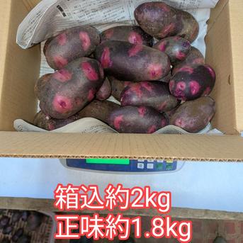 ねこ使い！デストロイヤーじゃがいも小10㎏、超小粒10㎏　計20㎏ デストロイヤー約1.8kg ｜ 野菜/じゃがいも 産直アウル 農家・漁師など