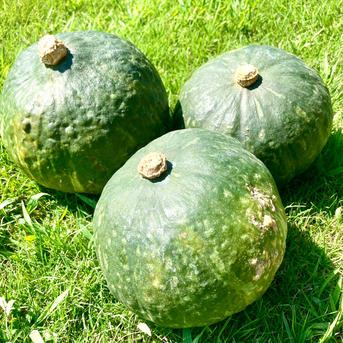 完熟】ちょっと訳あり栗みやこ（カボチャ）3kg(2-3個程度) 農薬不使用