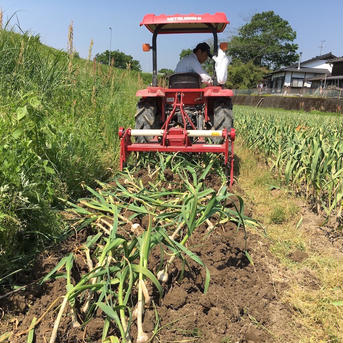 今だけ希少！色鮮やか８片にんにくの芽 農薬・化学肥料不使用1kgと生にんにく中玉1kg 8片にんにくの芽1kgと生にんにく中玉1kg 野菜/にんにく通販
