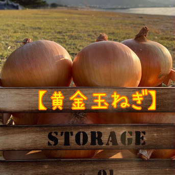 【アウルの日】冬ギフト「肉厚ジューシー黄金玉ねぎ！！」あま〜くて美味しい淡路島産完熟玉ねぎ10kg 10kg 野菜/玉ねぎ通販