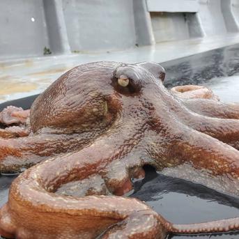 柔らかくなるレシピ付き　瀬戸内真蛸　500g前後 500 魚介類/タコ通販