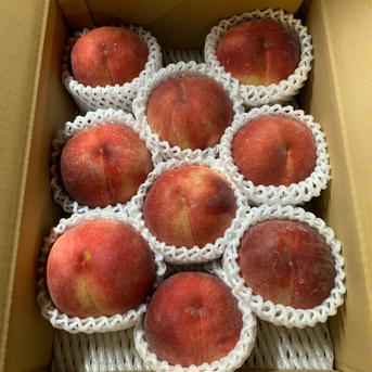 まるちゃん農園🌾の長野市産！朝取りワッサー🍑5キロ 13玉程度 果物/もも通販