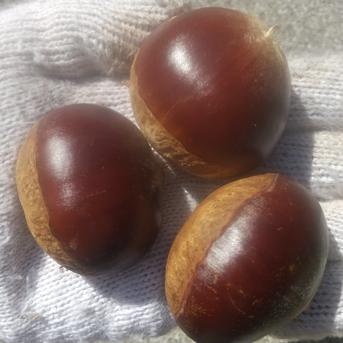 利平栗渋皮　モン 楽天市場】今季最終販売！＼お買い物マラソン 24日 20:00