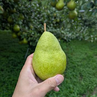 西洋梨と夏りんごの詰め合わせ 山形県産 バートレット つがる ｜ 果物