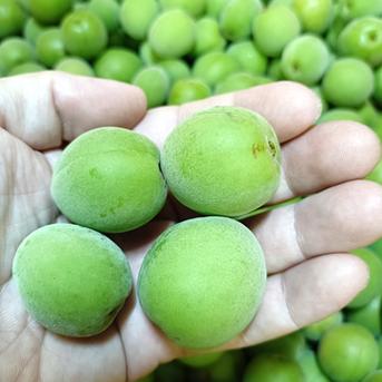 【家庭用】青梅 10kg 愛媛県産 梅ジュース 梅シロップ 梅干し 梅酒 梅ジャム 箱込み10kg 果物/青梅通販