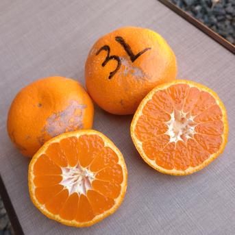 安間農園の三岳みかん🍊【🉐大玉】 | 果物/温州みかん 産直アウル 農家