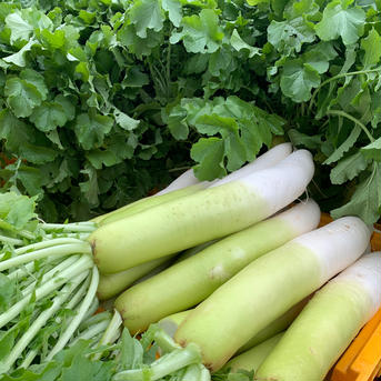 【有機JAS】有機大根【無肥料・無農薬】20kg（20本弱） 20kg（20本弱） 野菜/大根通販