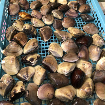 プリプリの九十九里地はまぐり 千葉県ブランド水産物認定品 はまぐり 約2キロ入 魚介類/蛤通販