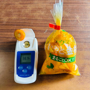 はやと金柑 1kg 果物/果物セット・詰め合わせ通販