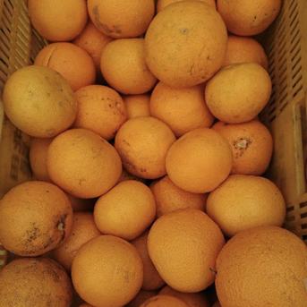 まーくん家大人気のはっさく 5キロ箱 箱込み 5キロ箱 果物/オレンジ・その他みかん通販