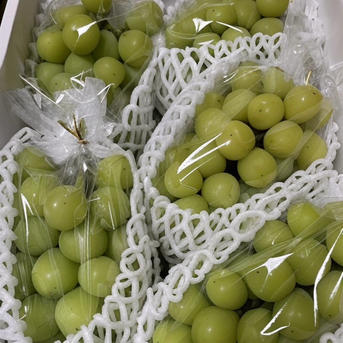 16シャインマスカット加工用 5Kg 2024 加工用シャインマスカット2.8