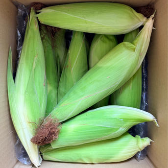 宮崎県産もちとうもろこし 10本セット ｜ 野菜/とうもろこし 産直
