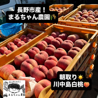 まるちゃん農園の長野市産！朝取り川中島白桃3キロ！ ｜ 果物/もも 