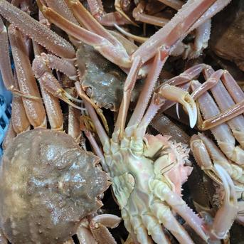 期間限定】オオズワイ蟹 オスメスmix 120サイズ詰め込み ｜ 魚介類
