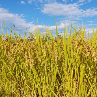 【アウルの日】令和６年　精米10㎏(リピーター様)新米コシヒカリ100%　お試し 精米10㎏リピーター様 米・穀物/米/精米通販