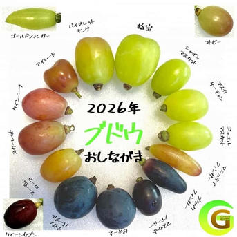 オーダー☆カラフルブドウ 夏の終わりのブドウ祭り！！ 20％増量サービス ブドウ粒売り3種食べ