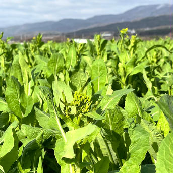 お試し1kg[信州産] サラダで食べれる！野沢菜の菜花を箱いっぱい！ お試し1kg 野菜/葉物通販