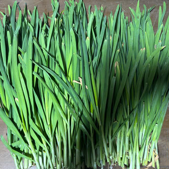 大分県産 採れたてニラ（5kg） 5kg 野菜/ニラ通販