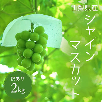 【先着２名】訳あり山梨県産シャインマスカット３キロ 食品 【先着2名】訳あり山梨県産シャインマスカット3キロ