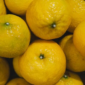 【希少柑橘】媛小春 2kg『黄色いのに驚きの甘さ』【流通量の少ないレア品種】（家庭用） 媛小春 2kg 果物/オレンジ・その他みかん通販