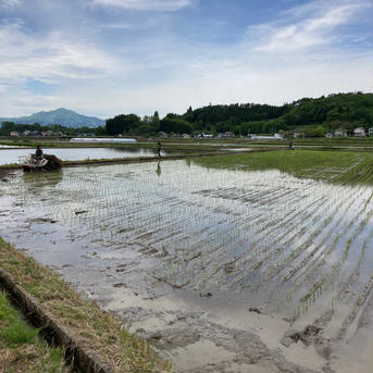 【お試し】令和4年産新米清流育ちのコシヒカリ コシヒカリ精米2kg以内(梱包材含む) 米・穀物/米/精米通販