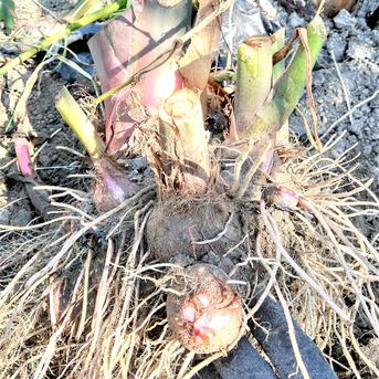 【おすすめ商品】農薬不使用栽培　ホクホク美味しい里芋赤目（セベレス） 親芋含め大小混合　4.0㎏ 野菜/里いも通販