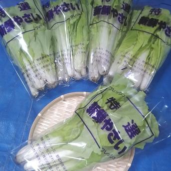 青森県産　山東菜　1kg(200g×5) 1kg(200g×5) 野菜/葉物通販