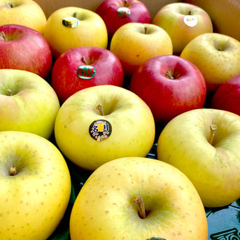 10キロ2段 サンふじ多めの詰め合わせセット | 果物/りんご 産直