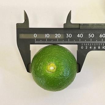 小さくて使いやすい！種無し小玉かぼす2kg（約40～60個） 種なしかぼす小玉2kg 果物/香酸柑橘(ライム・レモン等)通販