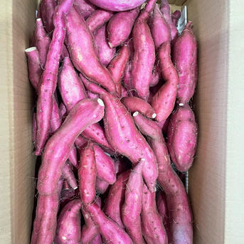 さつまいも🍠2.5kg【シルクスイート】訳あり | 野菜/さつまいも 産直