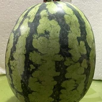 兵庫産　夏武輝　大玉スイカ　6400g 訳あり ６４００ｇ 果物/スイカ通販