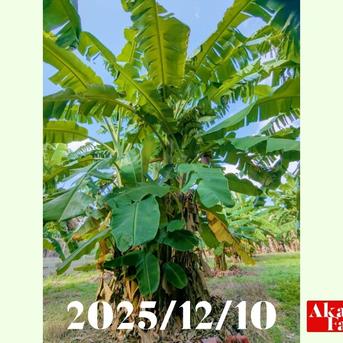 gja　アップルバナナ苗11〜12本 数量限定です！貴重『アップルバナナ』約2kg | 果物/バナナ 産直アウル