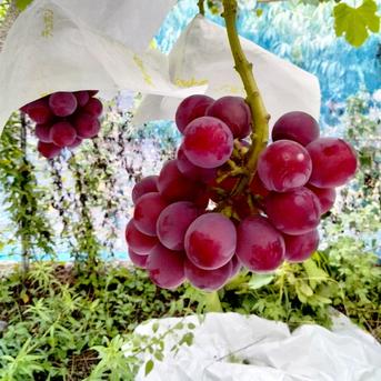 ご家庭用クイーンニーナ約1.5キロ 種なし 房形不揃い（4〜5房） 中粒