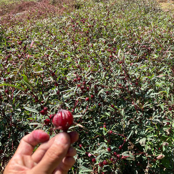 生ローゼル200g（お試しサイズの小箱入り） 200g お茶/ハーブティー通販