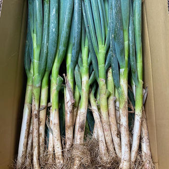 大分県産 採れたて泥付き白ネギ（6kg） 6kg 野菜/ねぎ通販