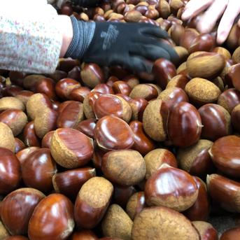 ＃ 農家直送　栗　サイズいろいろ 楽天市場】農家直送 栗の通販