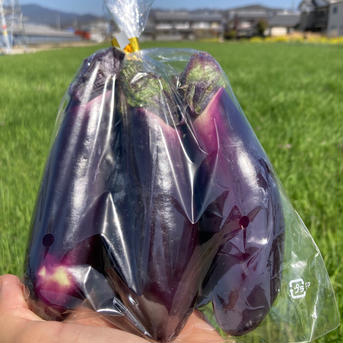 優美茄子 約800g入り　1本約80g×10本 野菜/茄子通販