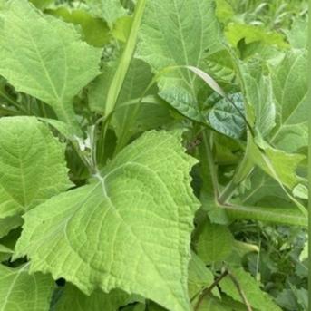 ヤーコン茶用☆自然栽培ヤーコンの葉　2kg 2kg 野菜/その他野菜通販