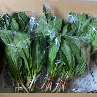 特大 送料込み】天然行者にんにく1000g ｜ 野菜/山菜 産直アウル 農家
