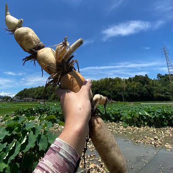 【7月アウルの日限定　れんこんBOX 4kg 増量&おまけ付き】 4.5kg 野菜/蓮根通販