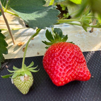 糖度15度オーバー】一万人が虜になった究極の匠の叡智『八女津姫