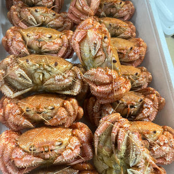 今シーズン初物 ボイル 冷凍毛蟹 1kg（1kgあたり4〜5杯） | 魚介類