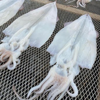 2セット【訳ありお得】ヤリイカ一夜干し&笹カレイの干物セット 訳ありイカ&カレイ2セット 魚介類/その他魚介通販