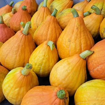 あゆちゃんちの追熟コリンキー 3～4個 | 野菜/かぼちゃ 産直アウル