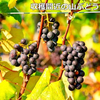 100％ストレート原液山ぶどうジュース500mlx1本 糖度22度の極甘ジュース 山形産 500mlx1本 飲料/ジュース通販