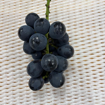 長野県松本産 ご家庭用ぶどう【ナガノパープル】2〜3房 約1キロ | 果物