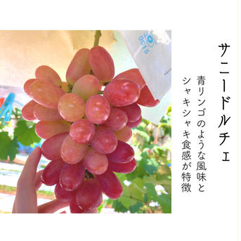 【おすすめ】太陽いっぱい浴びたサニードルチェ1房 1房450g〜 果物/ぶどう通販