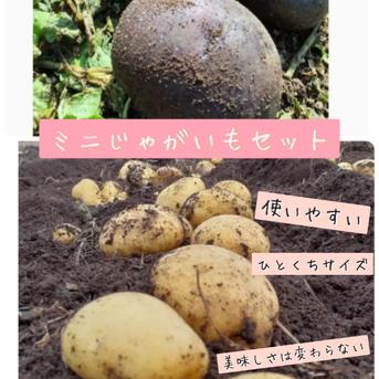 ミニじゃがいもセット[ながさき黄金.タワラマゼラン] 約5㎏ 野菜/じゃがいも通販